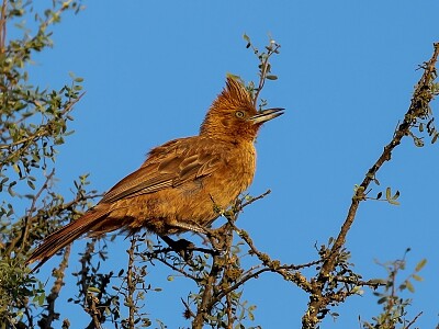 Cacholote castano