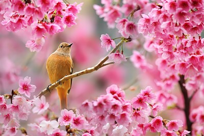 Bird and Blooms jigsaw puzzle