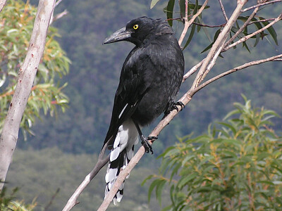 Currawong bianconero