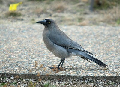 Currawong grigio