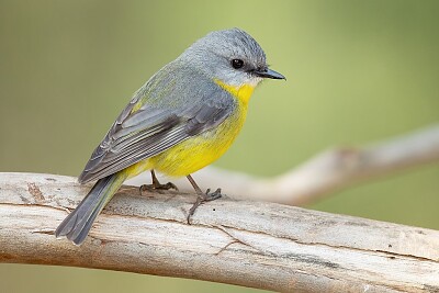 Pigliamosche giallo australiano