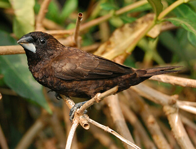 Passero del borneo