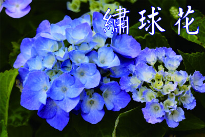 ç¹¡çƒèŠ±