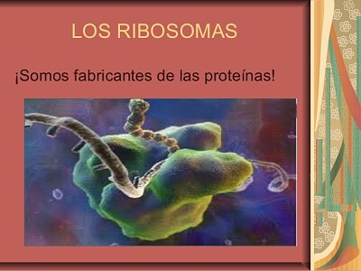 Ribosomas