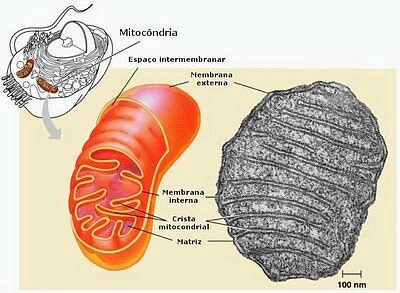 MITOCONDRIA