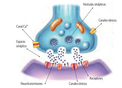 Sinapsis