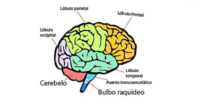 Cerebro ðŸ§ 