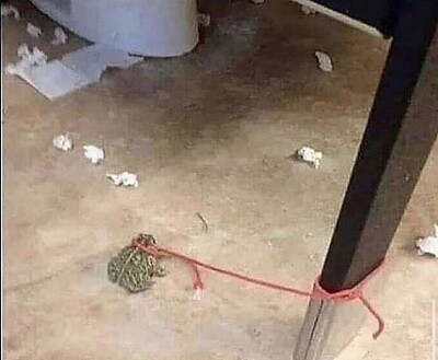 classy toad tied to pole on bathroom floor