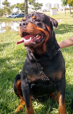 Rottweiler