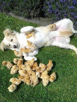 dog chicks