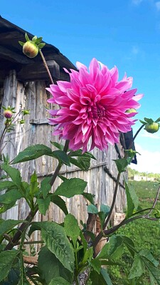 Flor paisaje naturaleza