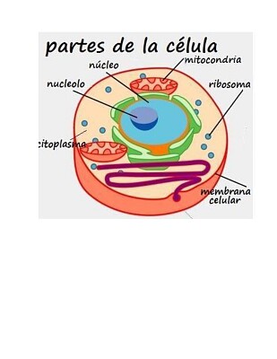 LA CELULA