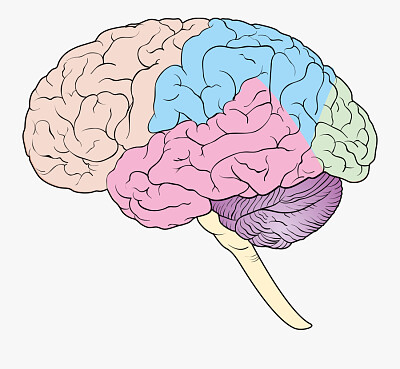 Brain