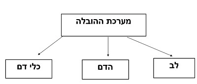 ×—×œ×§×™ ×ž×¢×¨×›×ª ×”×”×•×‘×œ×”