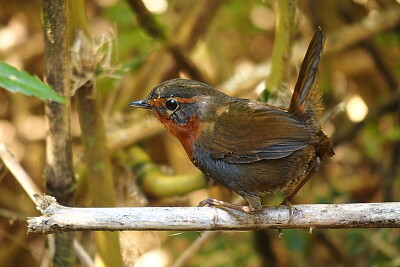 Tapaculo chucao