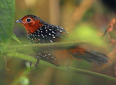 Tapaculo ocellated