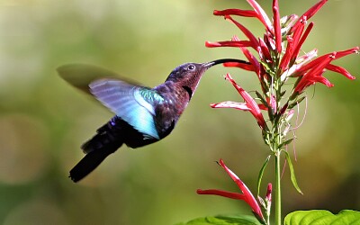 Colibrì dei caraibi golapurpurea