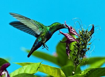 Colibrì dei caraibi sericeo