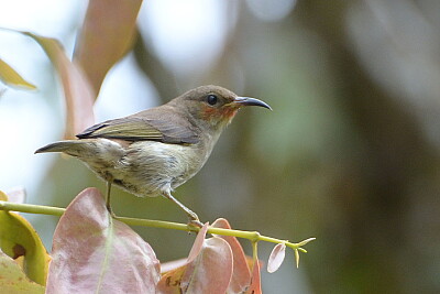 Myzomela chloroptera