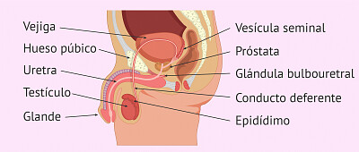 Aparato reproductor masculino