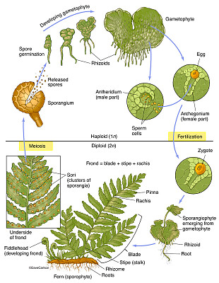 fern LC