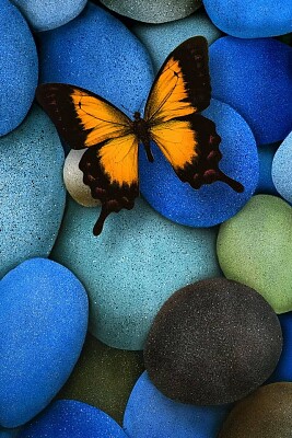 butterfly on blue pebbles