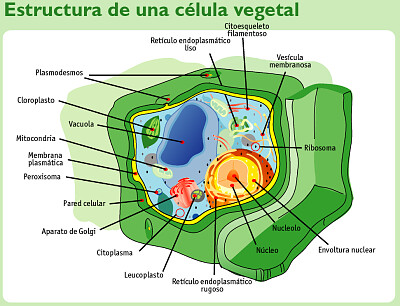 celula vegetal