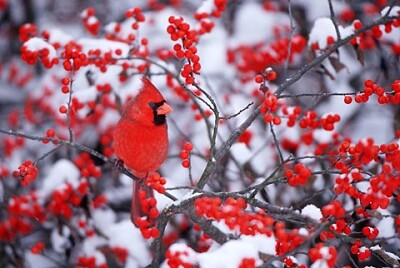 Northern Cardinal in the Winter