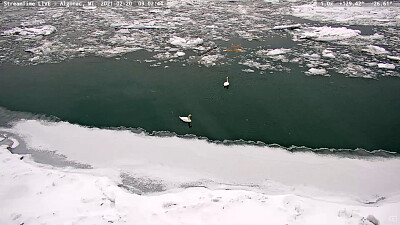פאזל של Swans in the ICE   Snow, Algonac,MI/USA