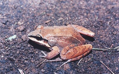 Leptodactylus mystaceus