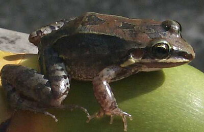 Leptodactylus albilabris