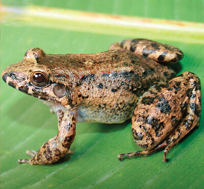 Leptodactylus colombiensis