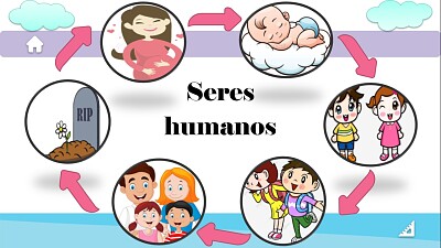 Arma el rompecabezas del ciclo del ser humano.