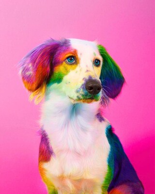 Colorful Dog