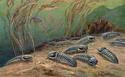 trilobites