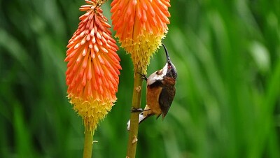 colibri