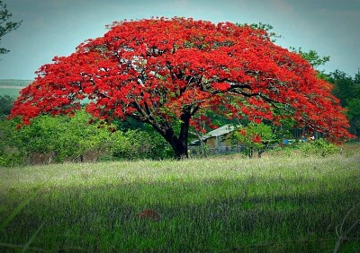 FLAMBOYAN FLORECIDO