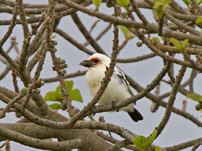 Chaplin 's barbet