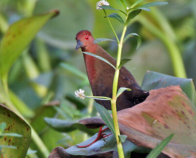 Schiribilla pettorossiccio