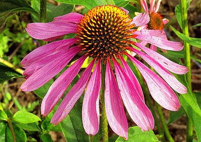 echinacea