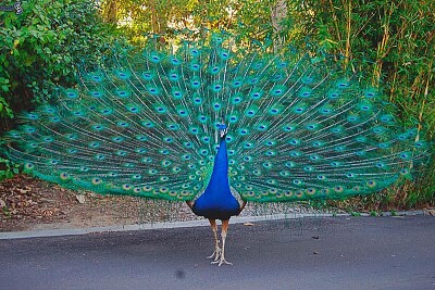 PAVO REAL