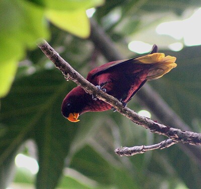 Lorichetto di Pohnpei