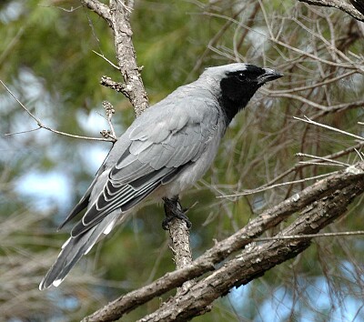 Cuckoo shrike