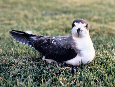 Petrello delle Hawaii