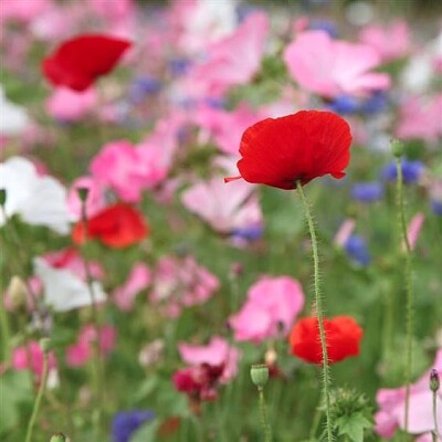 coquelicots