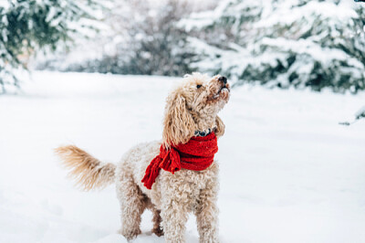 Cão da Neve