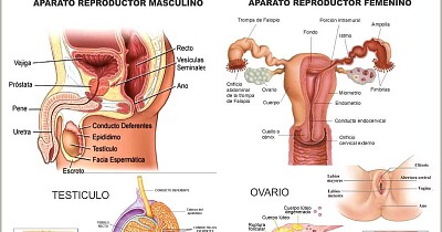 Sistema reproductor