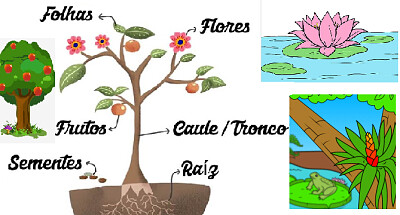 Tipos e parte das plantas