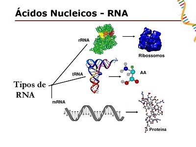 RNA