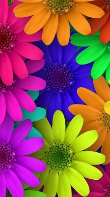 colorful flowers